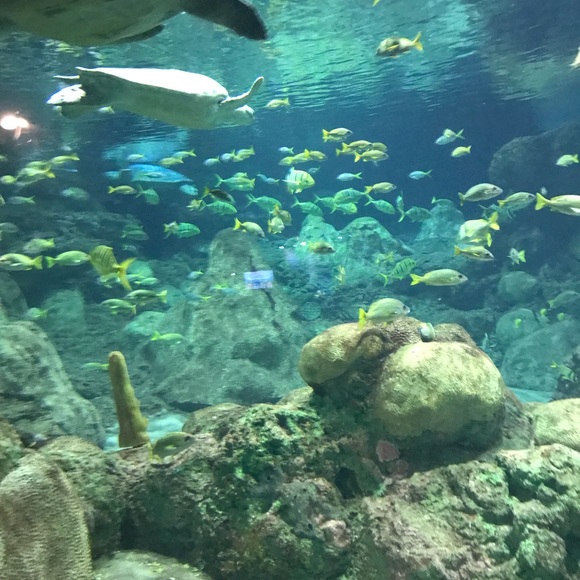 Meet your Posher, Mejimz - Picture 1 of 1